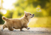 Đề bài: Em hãy tả lại con chó nhà em